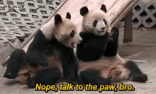 Talk To The Hand Panda GIF - Talk To The Hand Panda Stop GIFs