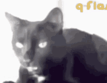 кошка рвота GIF - кошка рвота Cat GIFs