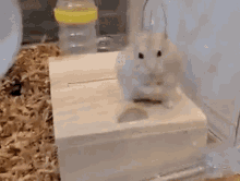 Hamster Hamster Judging GIF - Hamster Hamster Judging Hamster Weird GIFs