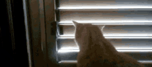 Hey. Wasn'T Done With That. GIF - Cat Blinds GIFs