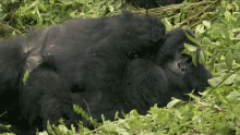 sleeping a real daddys girl mission critical gorilla baby gorilla