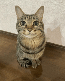 Kitty GIF - Kitty GIFs