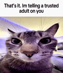 Cat Meme GIF