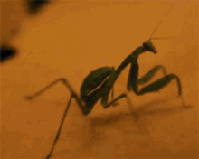 Lol Mantis GIF - Lol Mantis Insect GIFs