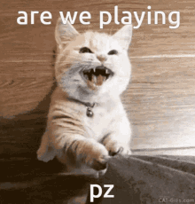 Project Zomboid Cat GIF - Project Zomboid Cat Pleading GIFs