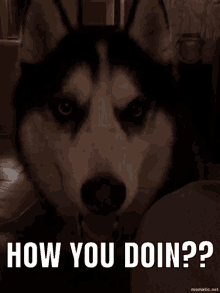 How You Doing Dog GIF - How You Doing Dog Wink GIFs