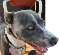 Libby Dog Sticker - Libby Dog Carldhoodian Stickers