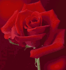 love rose flower sparkle spinning