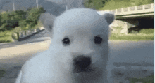 Puppy Freezing GIF - Puppy Freezing Shivering GIFs