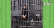 监狱 越狱 搞笑 GIF - Prison Prison Break Funny GIFs