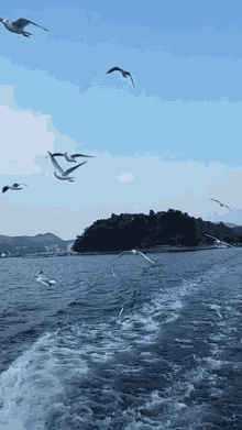 Ocean Birds GIF - Ocean Birds GIFs