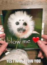 a picture of a seal blowing a dandelion says blow me