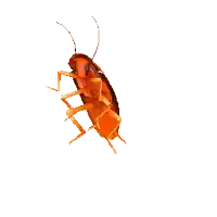 a cartoon cockroach on a white background that looks like it is flying