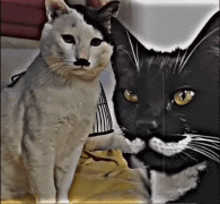 a black and white cat with a mustache is standing next to a white cat