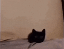 Cat Explodes To Music Black Cat Approaches And Dies GIF - Cat Explodes To Music Black Cat Approaches And Dies GIFs