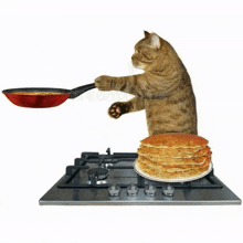 Cat Pancakes GIF - Cat Pancakes Cocinando GIFs