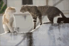 Cats Fight GIF - Cats Fight GIFs