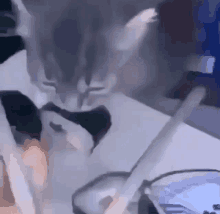 Cat Sushi GIF - Cat Sushi Steal GIFs