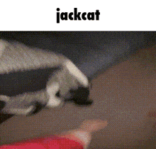Jackcat Memes GIF - Jackcat Memes Cat GIFs
