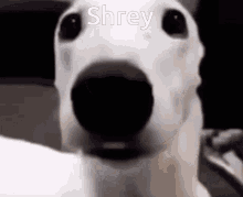 Shrey Patel GIF - Shrey Patel Shrey GIFs