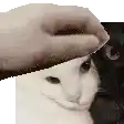 a black and white cat is being petted by a person 's hand .