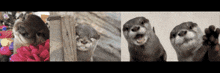 Otter GIF - Otter GIFs