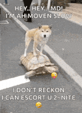 a dog standing on top of a turtle with the caption hey hey md