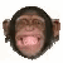 chimp grin