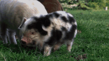 Little GIF - Piglet Pig Small GIFs