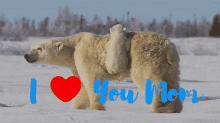 I Love You Mom Polar Bears GIF - I Love You Mom Polar Bears Cubs GIFs