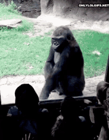 Gorilla Angry GIF - Gorilla Angry Boo GIFs