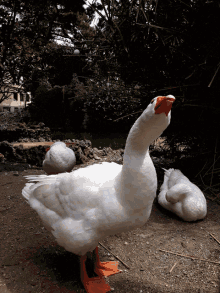 Animal Cigno GIF - Animal Cigno Swan GIFs