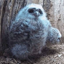 Jamming Tawny Owl GIF - Jamming Tawny Owl Robert E Fuller GIFs
