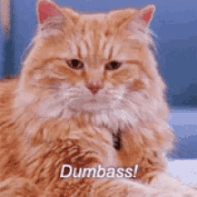 Cats Dumbass GIF - Cats Dumbass Angry GIFs