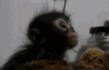 Monkey Eating GIF - Monkey Eating Hungry GIFs