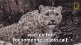 Kamui Leopard GIF - Kamui Leopard Join Vc GIFs