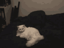 Lypur Cat GIF - Lypur Cat Meow GIFs