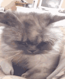 Cat Grumpy Cat GIF - Cat Grumpy Cat GIFs