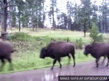 Buffalo GIF - Buffalo Running GIFs