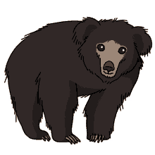 bear sloth bear