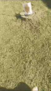 Lorax Grass GIF - Lorax Grass Walking GIFs