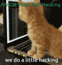 My Cat Was Hacking GIF - My Cat Was Hacking GIFs