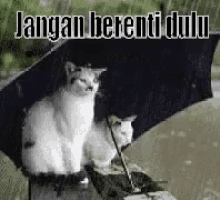 Hujang Jangan Berenti GIF - Kucing Mesra Romantis GIFs