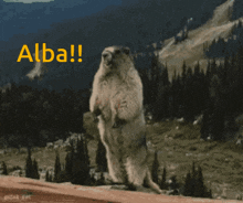 Alba Beaver GIF - Alba Beaver Yelling GIFs