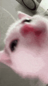 a close up of a pink cat with its mouth open