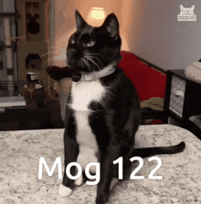 Mog 122 GIF - Mog 122 122 Mog GIFs