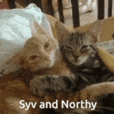 Syv And North Northy GIF - Syv And North Northy Cat Cuddle GIFs
