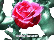 internet free sunday rose no internet unplug connect