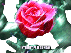 Internet Free Sunday Rose Sticker - Internet Free Sunday Rose No Internet Stickers