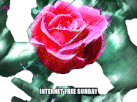 Internet Free Sunday Rose Sticker - Internet Free Sunday Rose No Internet Stickers